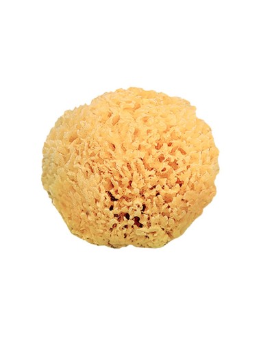 Saro Natural Sponge